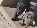 Cane Corso jellegű kiskutyák új gazdit keresnek