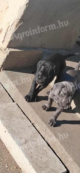Cane Corso jellegű kiskutyák új gazdit keresnek