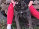Cane Corso jellegű kiskutyák új gazdit keresnek