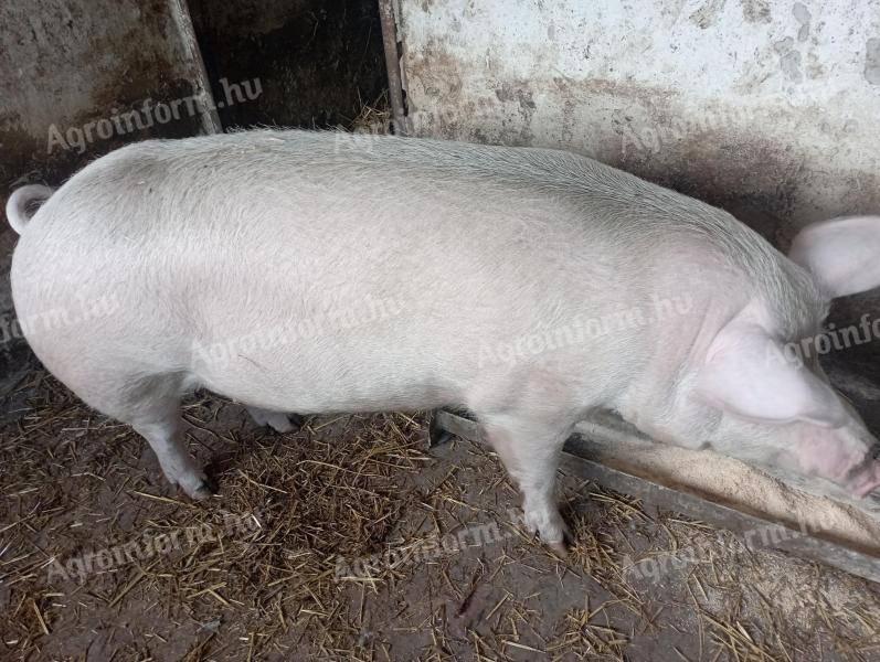 Eladó sertések