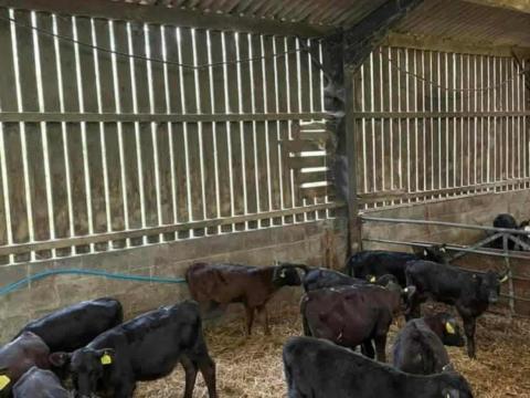 Angus bika borjak eladók Tiszacsegén – Szarvasmarha tenyésztés