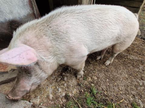 Selejt koca vágásra eladó