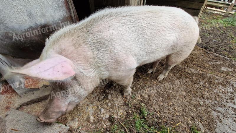 Selejt koca vágásra eladó