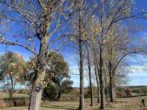 Lábon álló fa, kitermelhető tűzifa és rönkfa eladó
