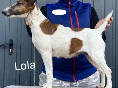 Törzskönyves foxterrier kan és tenyészszuka eladó