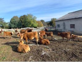 Eladó húsmarha borjak