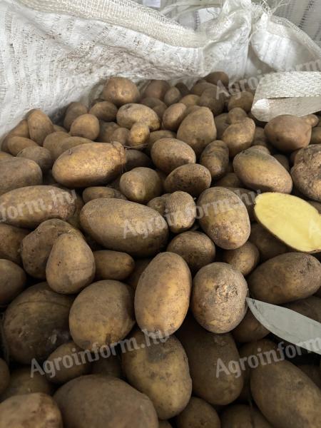 Burgonya eladó