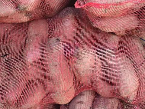 Henger cékla eladó Dunavecsén, kiváló minőségű Alto F1