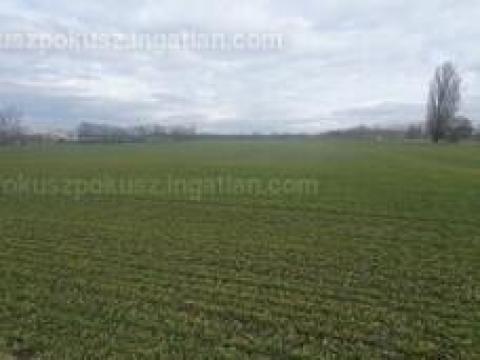 Szántóföld