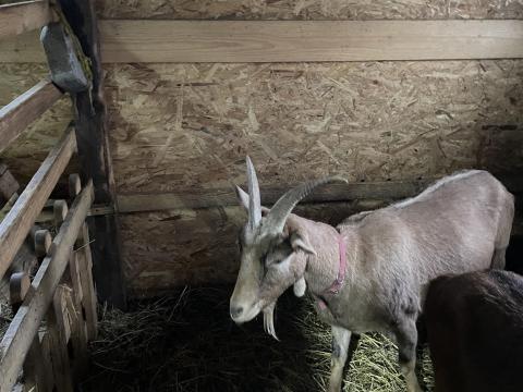 Eladó 2023-ban született vemhes kecske