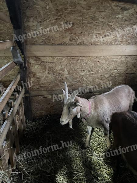 Eladó 2023-ban született vemhes kecske