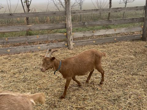 Eladó 2025 Februári születésű lány kecske