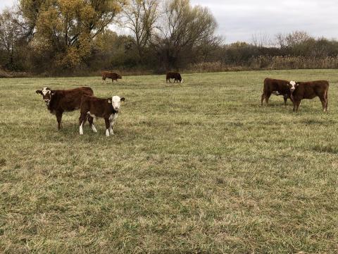 Limousin x hereford borjúk eladók