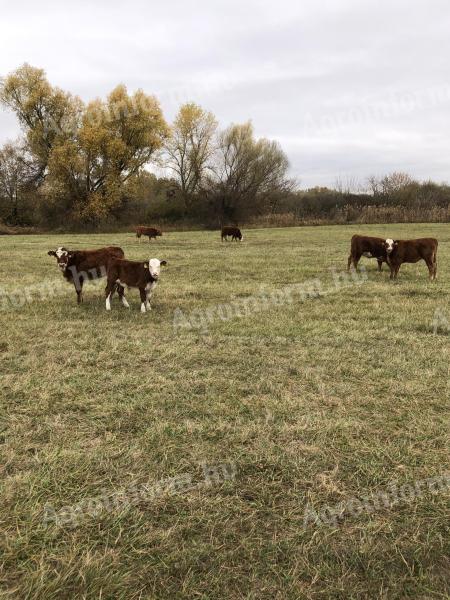 Limousin x hereford borjúk eladók