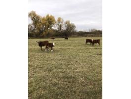 Limousin x hereford borjúk eladók