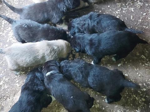 Közép-ázsiai kiskutya – előjegyezhető kölykök