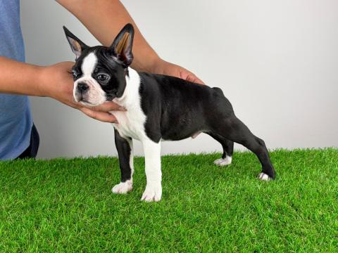 Törzskönyves Boston Terrier kiskutya Törzskönyves Boston Terrier kiskutya