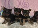 Yorkshire terrier kölyökkutyák eladók