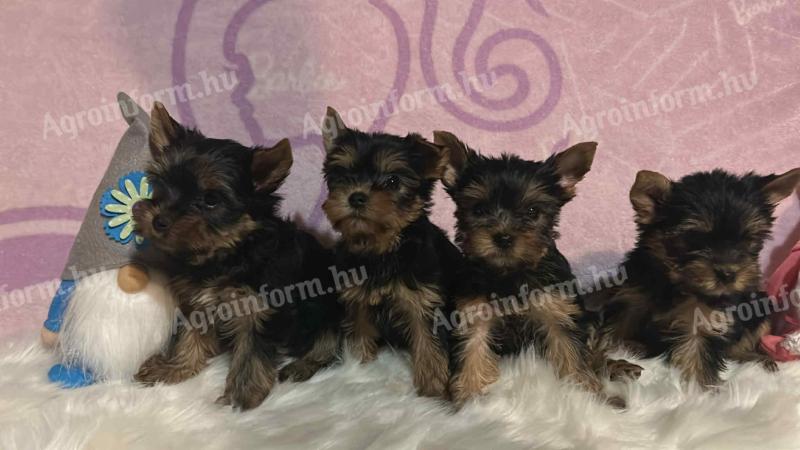 Yorkshire terrier kölyökkutyák eladók