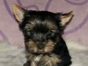 Yorkshire terrier kölyökkutyák eladók