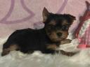 Yorkshire terrier kölyökkutyák eladók