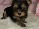 Yorkshire terrier kölyökkutyák eladók