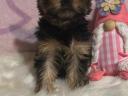 Yorkshire terrier kölyökkutyák eladók