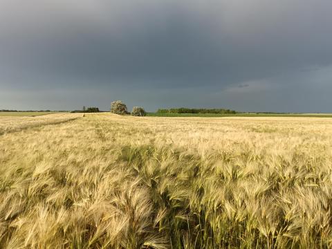 Szántóföld és gyepterület bérlése Gátér környékén