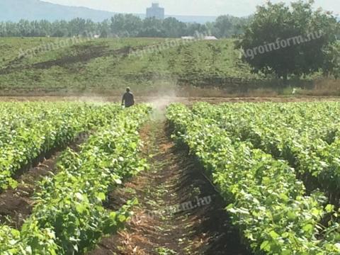 Szőlőoltványok eladók – Irsai Olivér, Rizlingszilváni, Olaszrizling, Chardonnay, Generosa