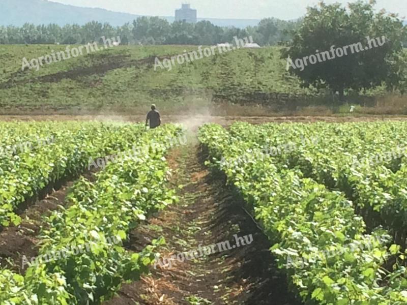 Szőlőoltványok eladók – Irsai Olivér, Rizlingszilváni, Olaszrizling, Chardonnay, Generosa
