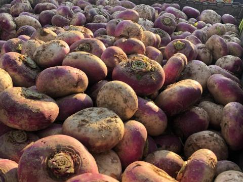 Tarlórépa, kerekrépa eladó nagy mennyiségben