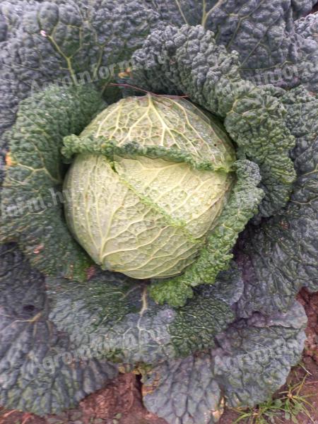 Lila káposzta és kelkáposzta eladó