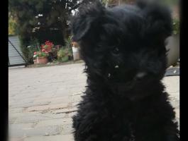 Puli jellegű fekete kan kölyök ajándékba 