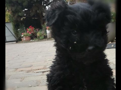 Puli jellegű fekete kan kölyök ajándékba 