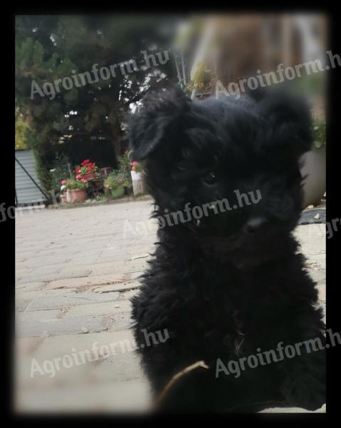 Puli jellegű fekete kan kölyök ajándékba 