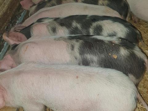 Eladó szép választási malacok Újszászon