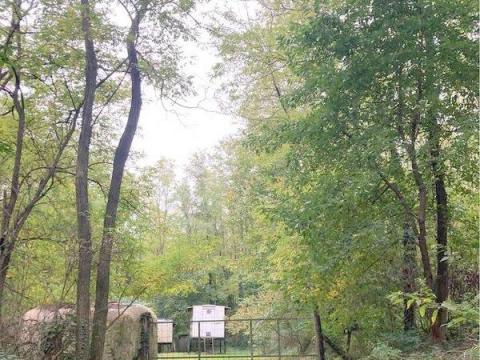 30 éves erdő Zalaegerszeg vonzásában méhészeti telephellyel