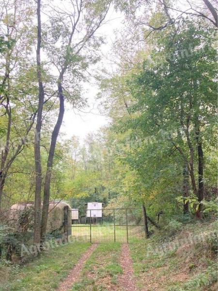 30 éves erdő Zalaegerszeg vonzásában méhészeti telephellyel