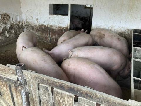 Nagysúlyú hízók eladók