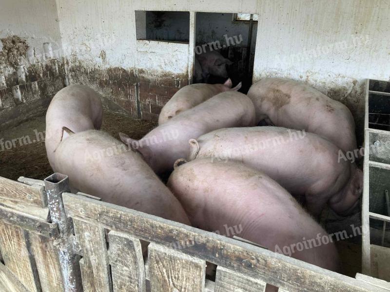 Nagysúlyú hízók eladók