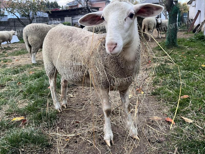 3,5 hónapos jerke eladó