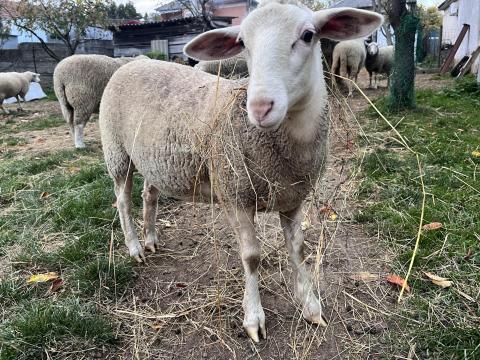 Júliusi születésű jerke eladó Júliusi születésű jerke eladó