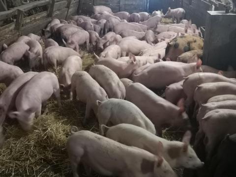 Eladó választott malacok