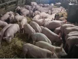 Eladó választott malacok