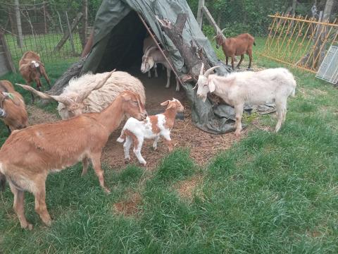 Eladó 4 anyakecske egyben Eladó 4 anyakecske egyben