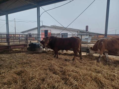 Tenyészbika szarvasmarha eladó – Limousin törzskönyves