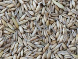 Csupasz zab eladó – idei aratás, kiváló minőség