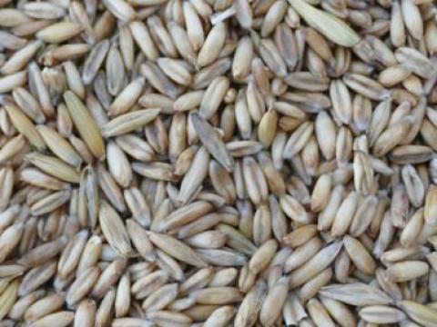 Csupasz zab eladó – idei aratás, kiváló minőség