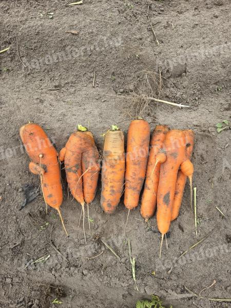 Takarmány sárgarépa eladó nagy mennyiségben, ipari és állati felhasználásra