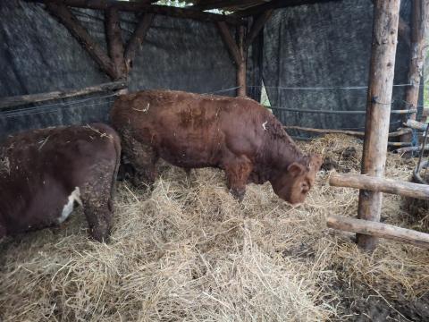 Limuzin bika Limuzin bika